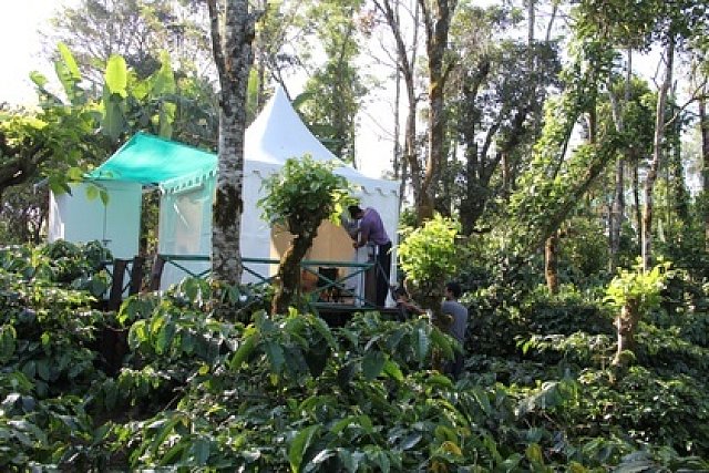 Coorg Tent House